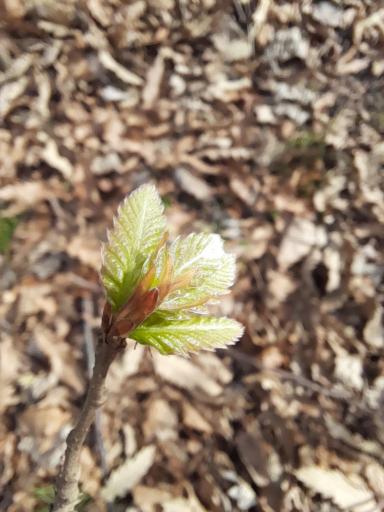 عکس باغ مهرجو