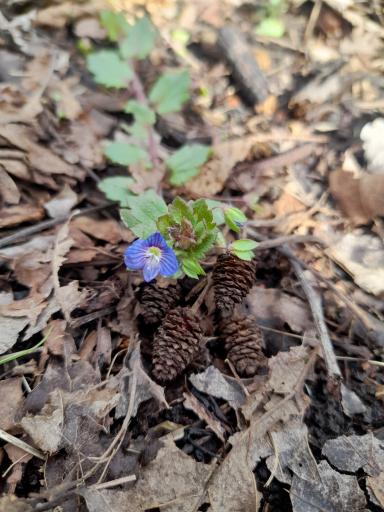 عکس باغ مهرجو