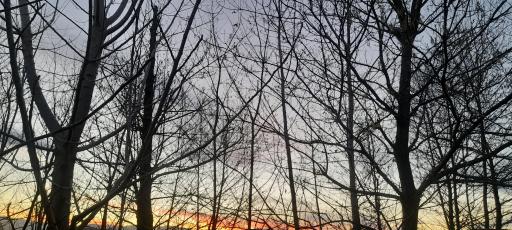 عکس باغ مهرجو