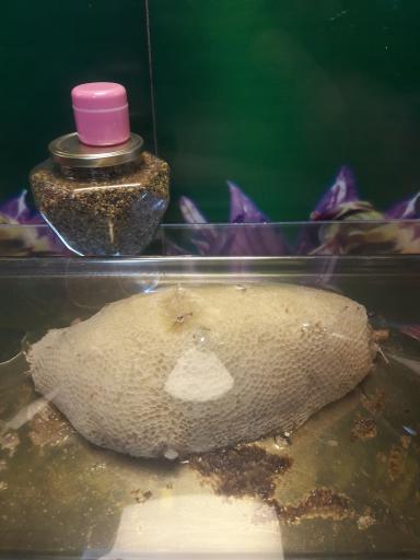 عکس عسل سرای سراب 