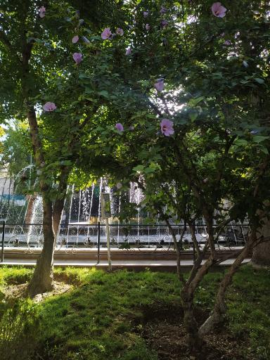 عکس بوستان ارغوان