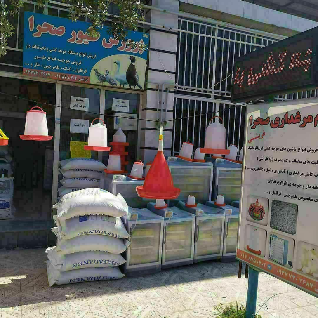 عکس پرورش طیور صحرا (قریشی)