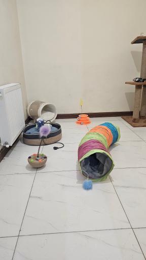 عکس هتل پانسیون حیوانات خانگی پتسیون