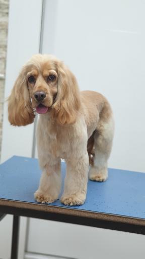 عکس آرایشگاه حیوانات خانگی ادریس