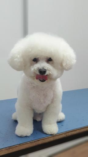 عکس آرایشگاه حیوانات خانگی ادریس