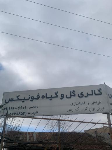 عکس گالری گل و گیاه فونیکس