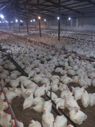 عکس مرغداری حاج حسین یگانه سرهنگی