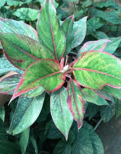 عکس گلخانه مقدسی