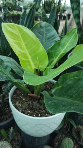 عکس گلخانه مقدسی