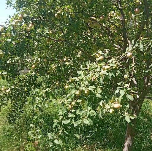 عکس باغات قاسم کریمی