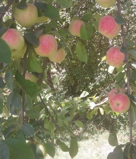 عکس باغات قاسم کریمی