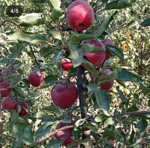 عکس باغات قاسم کریمی