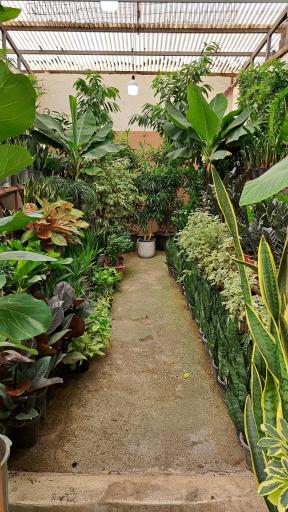 عکس فرینا گل