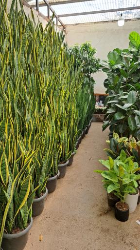 عکس فرینا گل