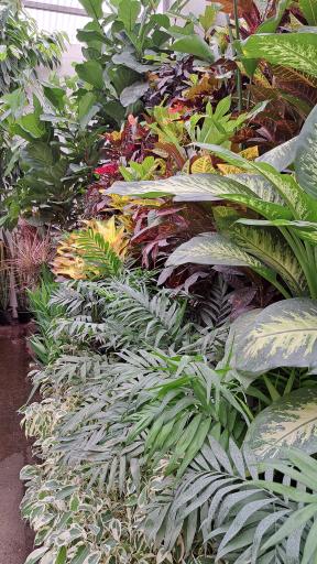 عکس فرینا گل