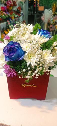 عکس گلکده هستی