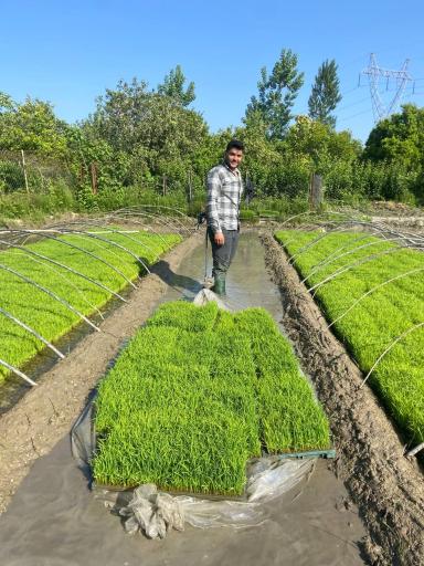 عکس برنج و چای مرادپور