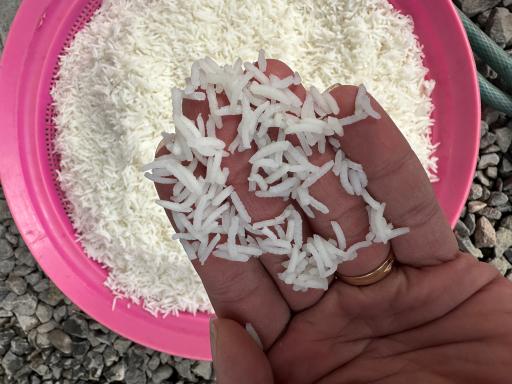 عکس برنج و چای مرادپور
