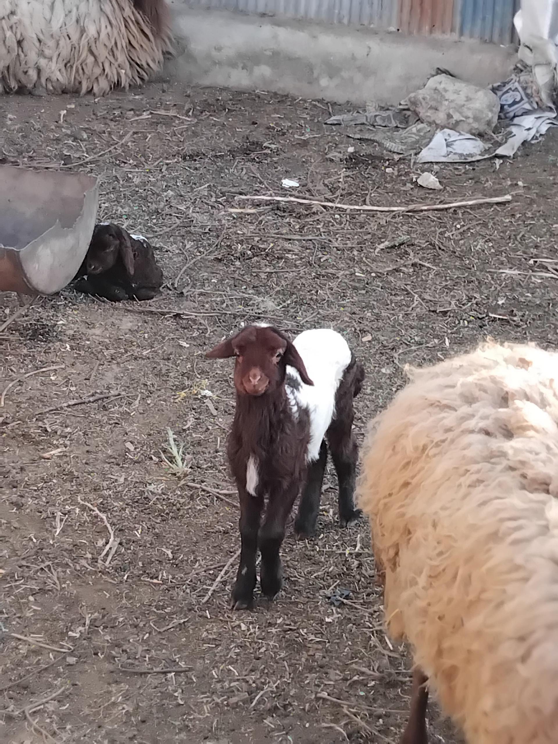 عکس دامداری جیمی