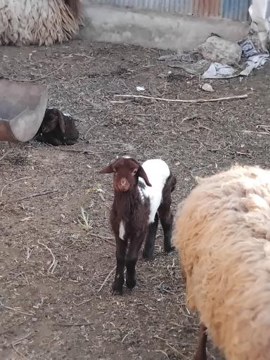 عکس دامداری جیمی