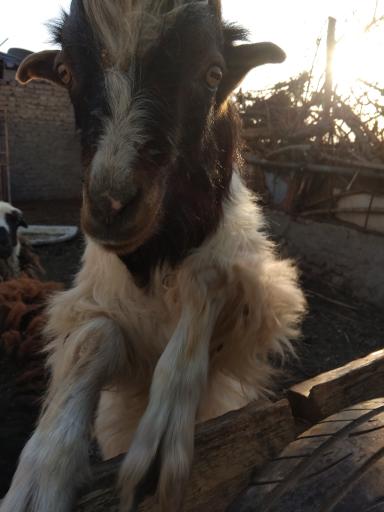 عکس دامداری جیمی