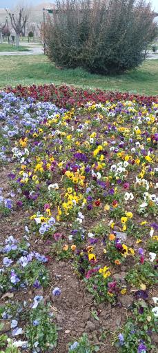 عکس پارک ساحلی بوکان