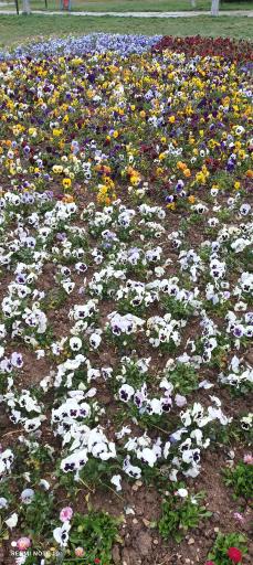 عکس پارک ساحلی بوکان