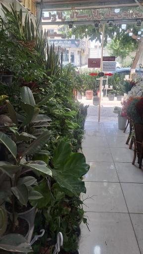 عکس گل فرشید