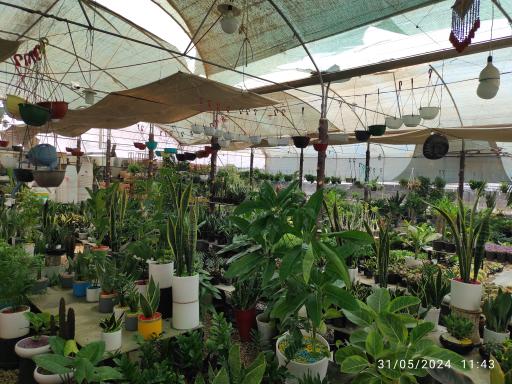 عکس گل سرای جامع