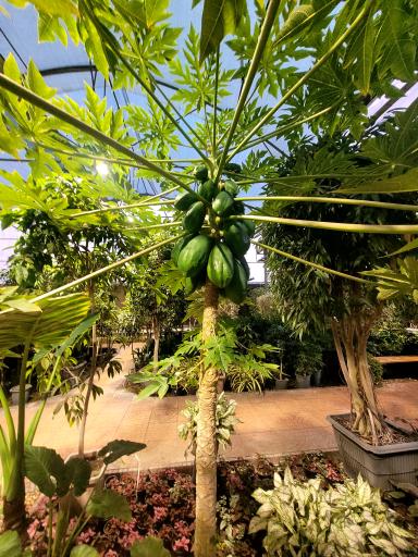 عکس نمایشگاه گل و گیاه ولیعصر