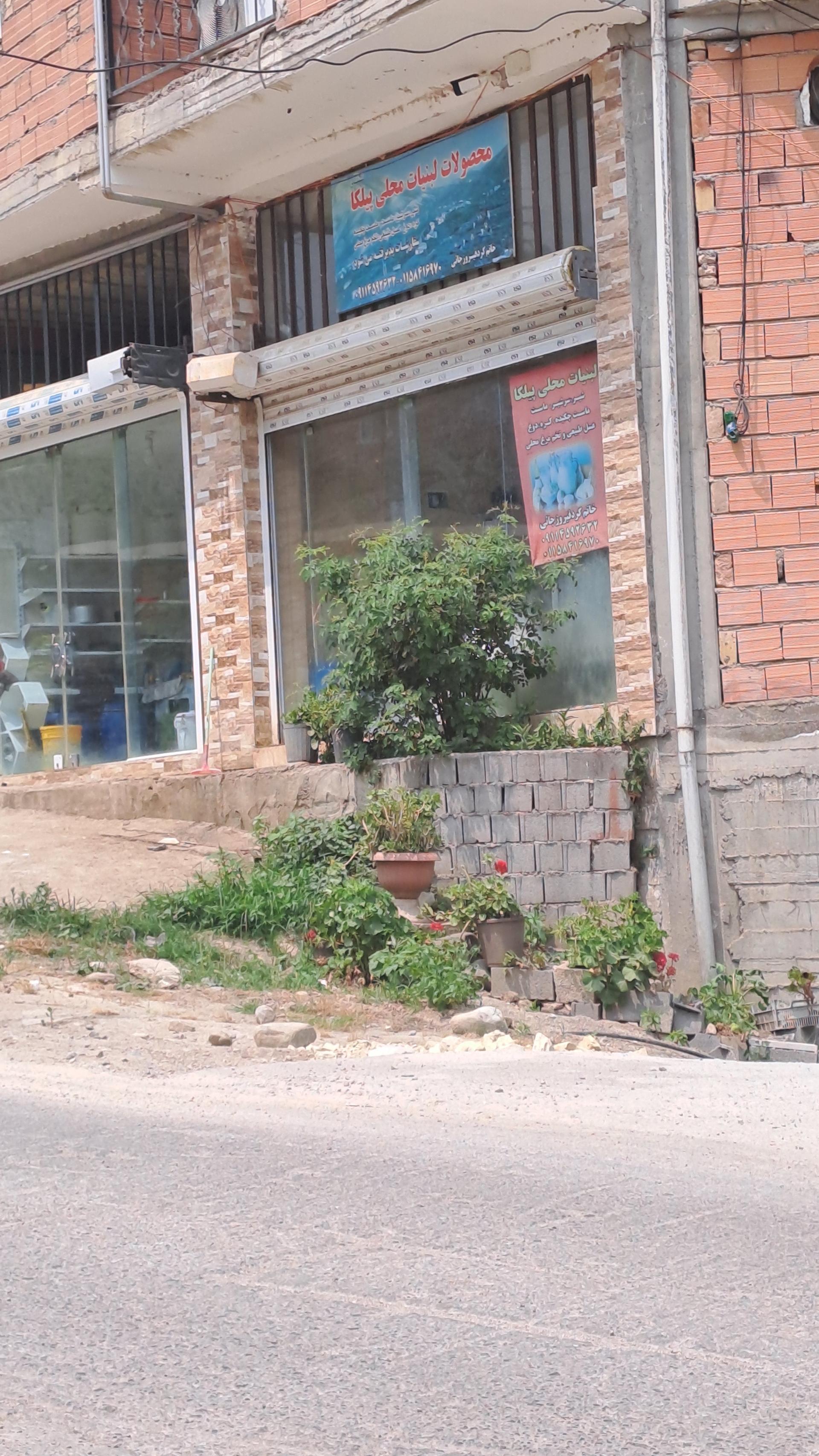 عکس لبنیات محلی پیلکا