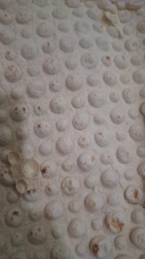 عکس نانوایی شاطر مراد