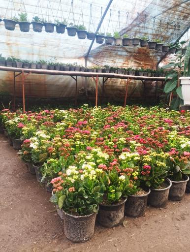 عکس گل‌کده عطر بهشت