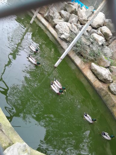 عکس دریاچه الیمالات