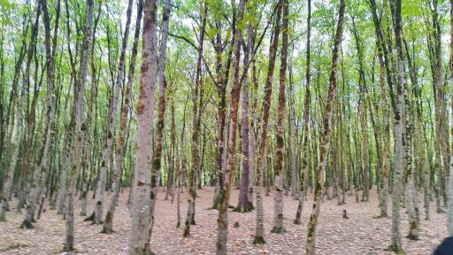 عکس دریاچه الیمالات