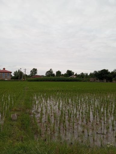 عکس ویشکاننک