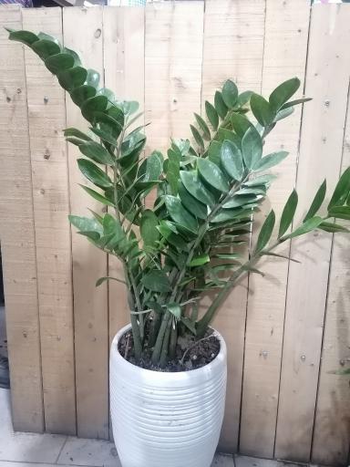 عکس گل فروشی پارسا