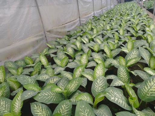 عکس گلخانه دیفن باخیا نعمتی