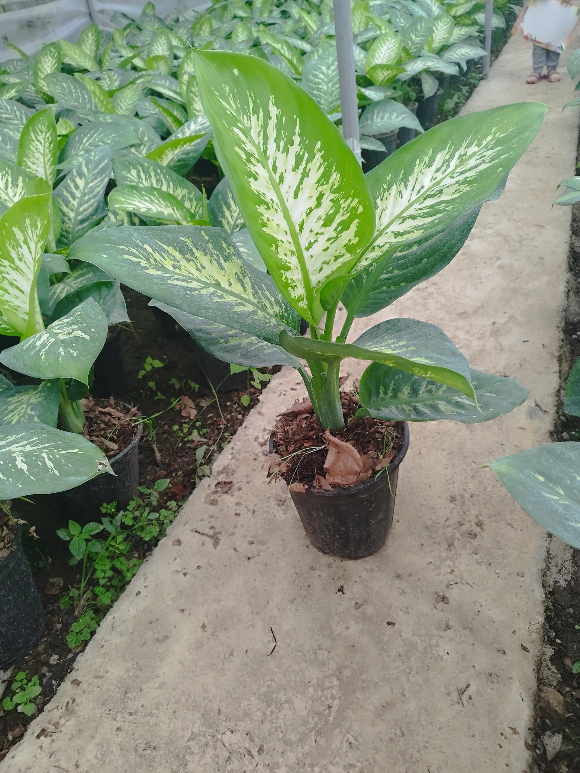 عکس گلخانه دیفن باخیا نعمتی