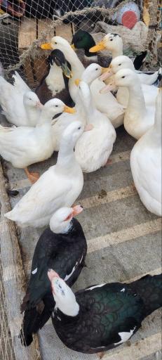 عکس دوشنبه بازار رحیم آباد