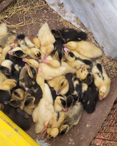 عکس دوشنبه بازار رحیم آباد