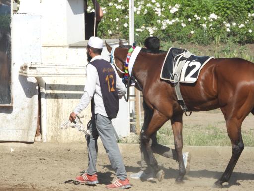 عکس اسبدوانی گنبد