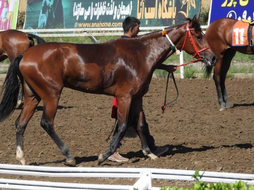 عکس اسبدوانی گنبد