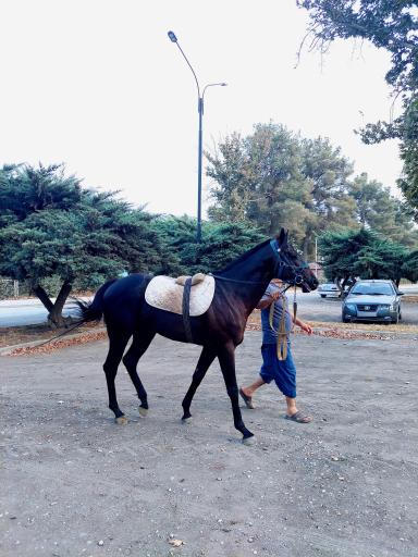 عکس اسبدوانی گنبد