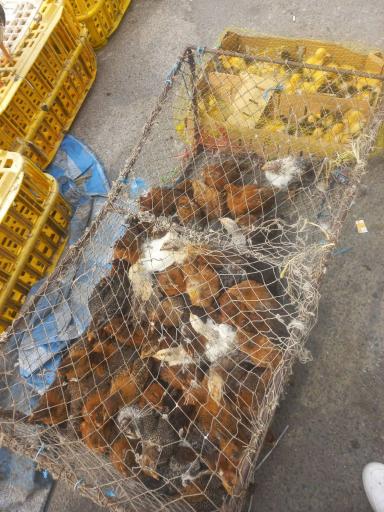 عکس دوشنبه بازار رحیم آباد