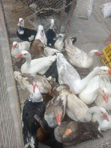 عکس دوشنبه بازار رحیم آباد