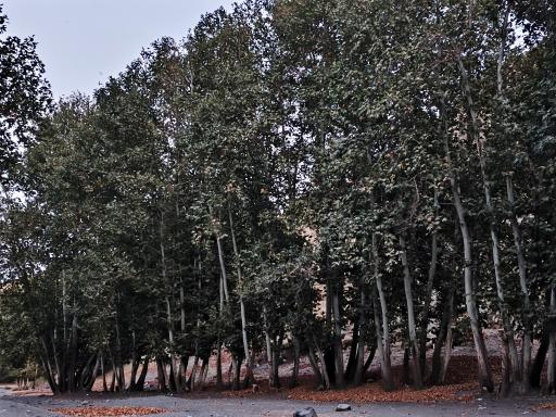 عکس جنگل جیغ مشهد