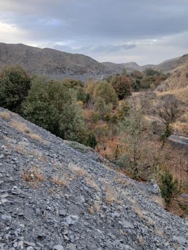 عکس جنگل جیغ مشهد