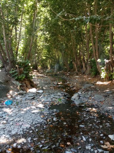 عکس جنگل جیغ مشهد