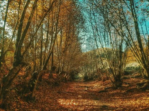 عکس جنگل جیغ مشهد